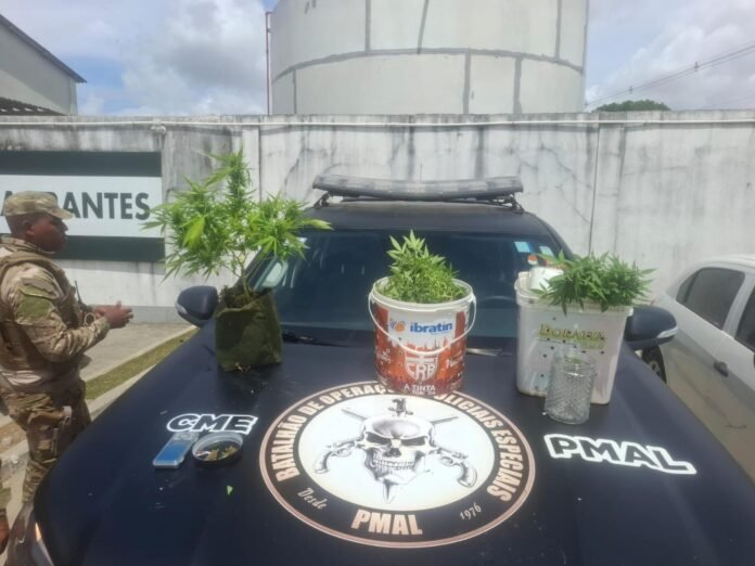 86057_policia-militar-apreende-5kg-de-drogas-e-descobre-plantacao-de-maconha-em-maceio-jpeg.jpeg