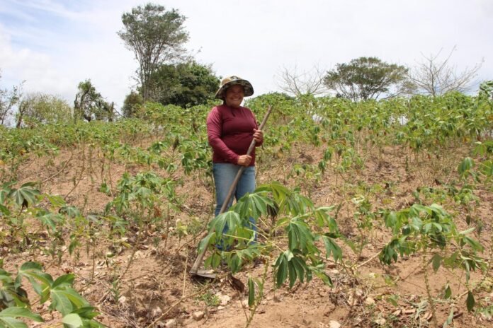 mais-de-20-mil-agricultores-alagoanos-vao-receber-garantia-safra-neste-mes-de-marco-scaled.jpg